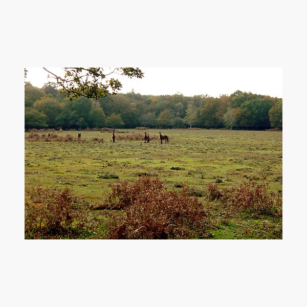 Item preview, New Forest Ponies designed and sold by Gordon Hewstone.