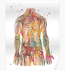 Human Body Nerves Poster