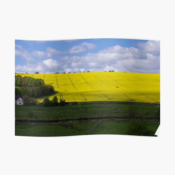 Rapeseed field in Wiltshire Poster
