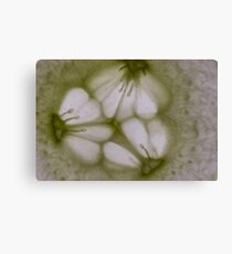 cucumber Canvas Print