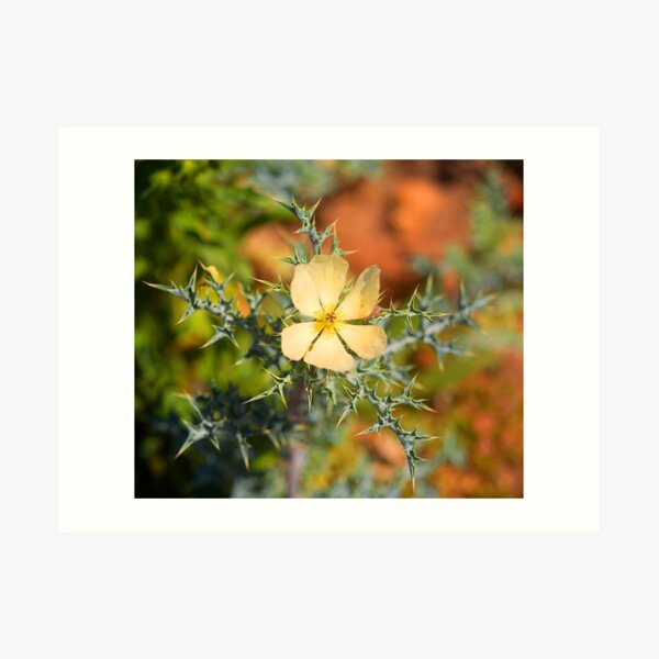 Warrumbungle Weed Art Print