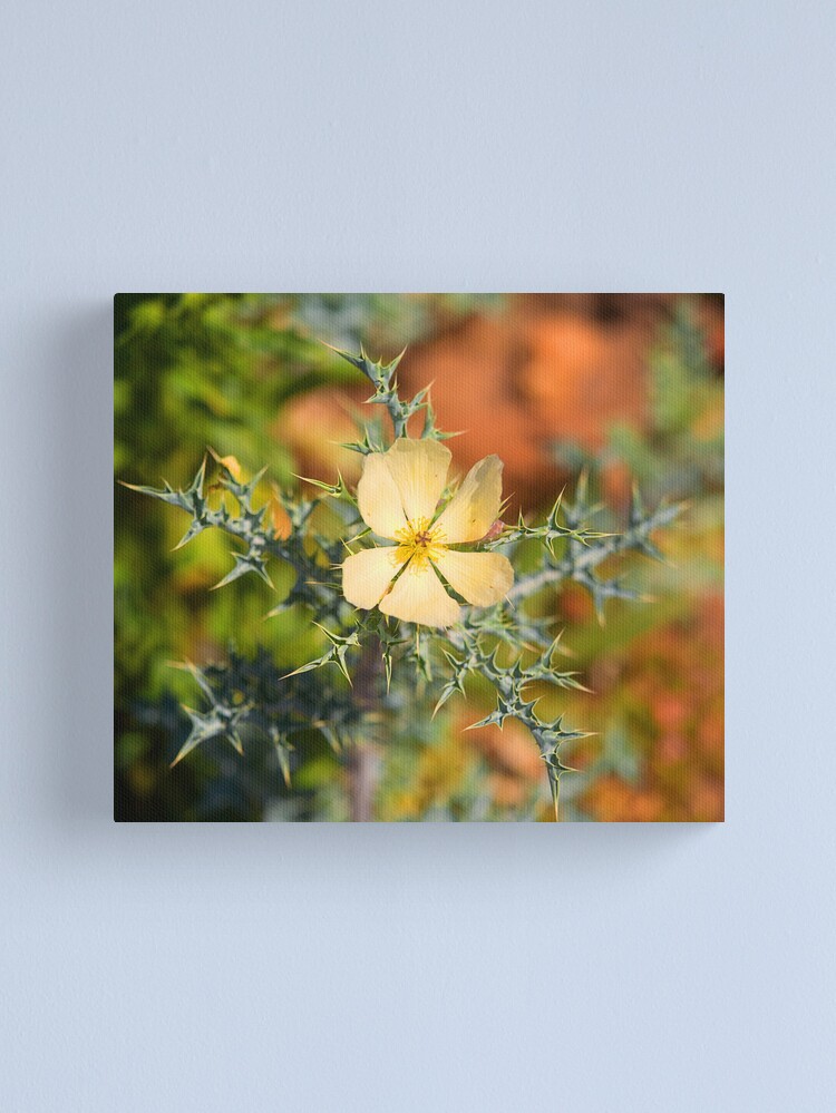 Canvas Print, Warrumbungle Weed designed and sold by Richard  Windeyer
