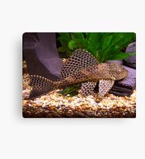 Plecostamus in fishtank Canvas Print
