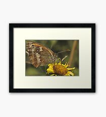 Gatekeeper (Pyronia tithonus) Framed Print