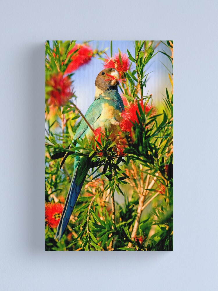 Alternate view of Port Lincoln Parrot Canvas Print