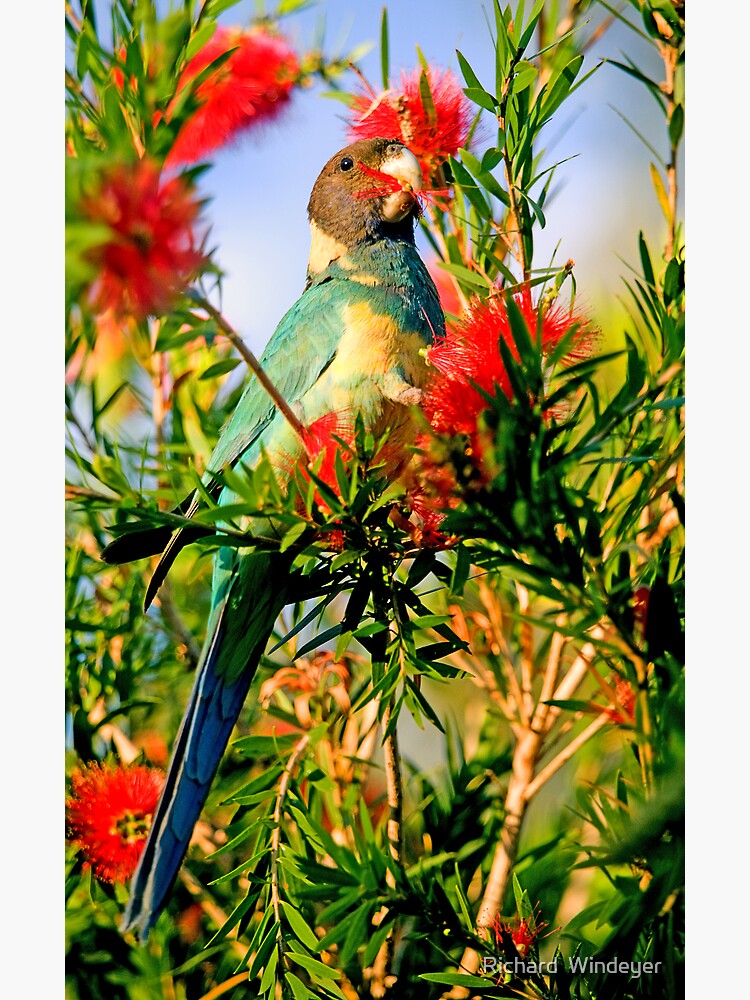 Thumbnail 3 of 3, Photographic Print, Port Lincoln Parrot designed and sold by Richard  Windeyer.