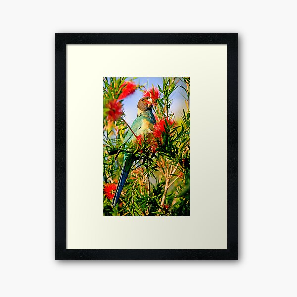 Port Lincoln Parrot Framed Art Print