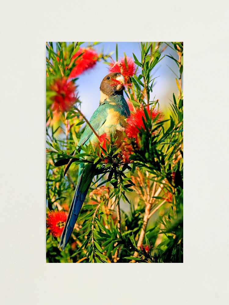 Photographic Print, Port Lincoln Parrot designed and sold by Richard  Windeyer