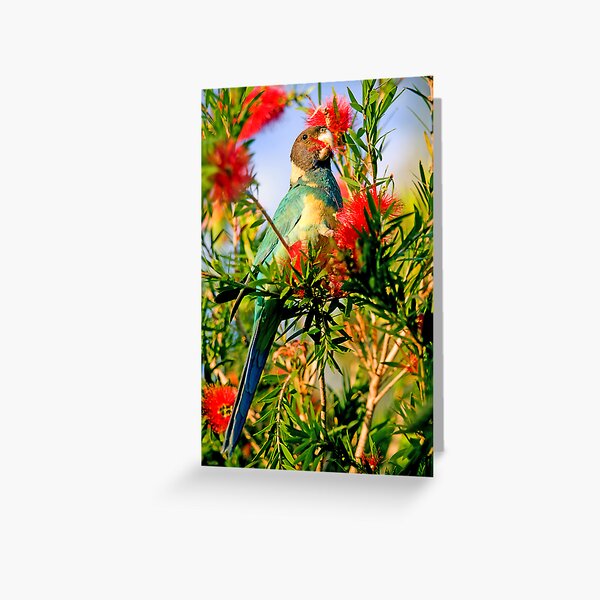 Port Lincoln Parrot Greeting Card