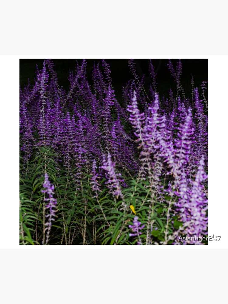 Disover Salvia japonica Tapestry