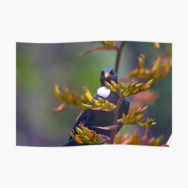 Magical Tui Looking At You Poster