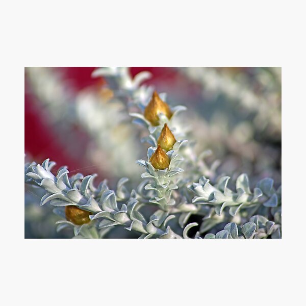 Golden Buds of Spring Photographic Print