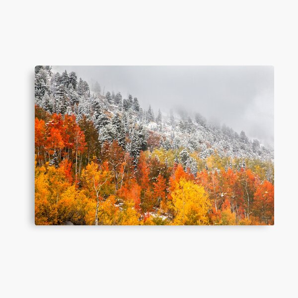 Fall to Winter, Utah, Autumn, Colorful Leaves, Winter, Snow, Forest, Fine Art, Trees, Metal Print