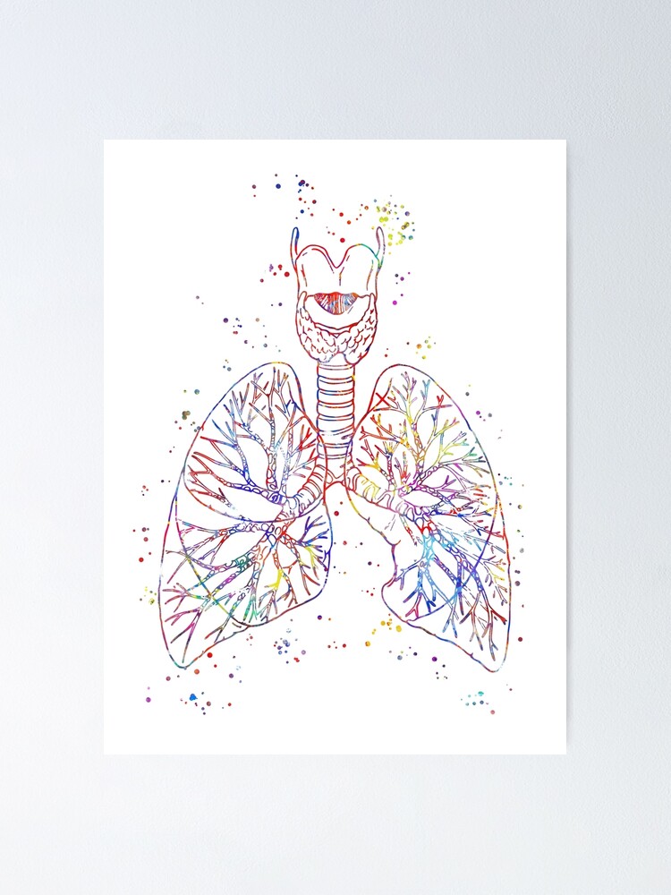 Lungen Lungenanatomie Medizinische Kunst Aquarelllungen Poster Von Rosaliartbook Redbubble