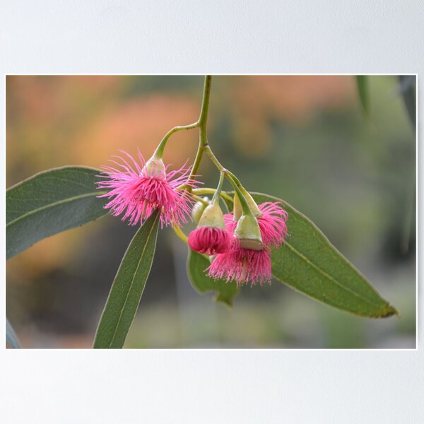 Item preview, FLOWERING GUM designed and sold by kazaroodie.