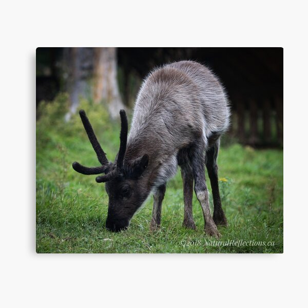 Baby Caribou Canvas Print