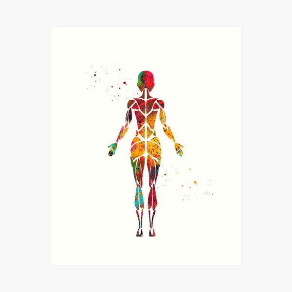 Female muscular system, back view. Art Board Print for Sale by