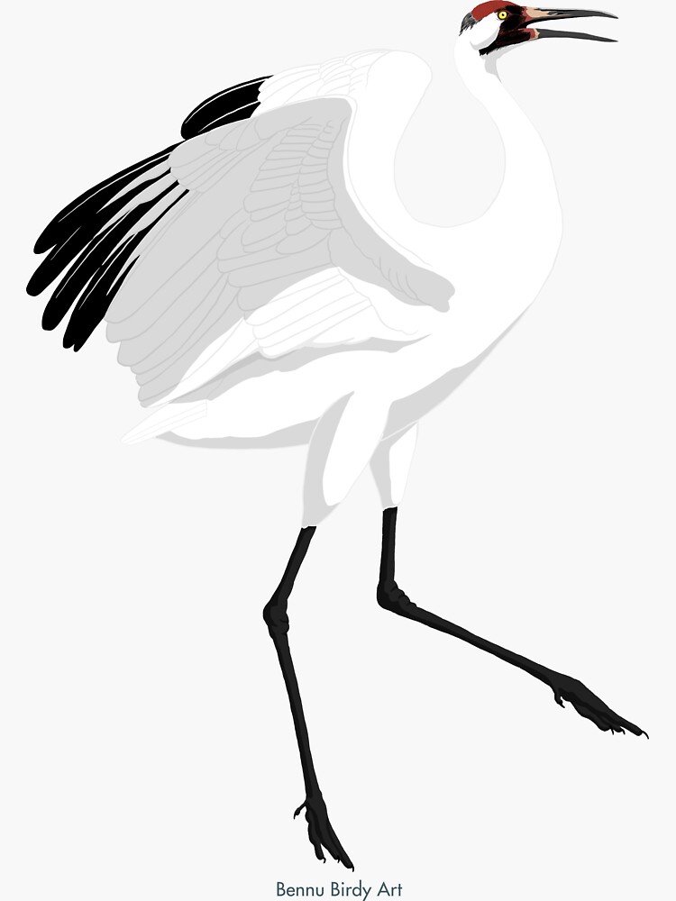 Thumbnail 3 of 3, Sticker, Whooping Crane (Support the International Crane Foundation) designed and sold by BennuBirdy.