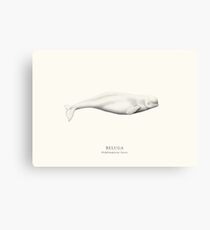 Beluga Leinwanddruck