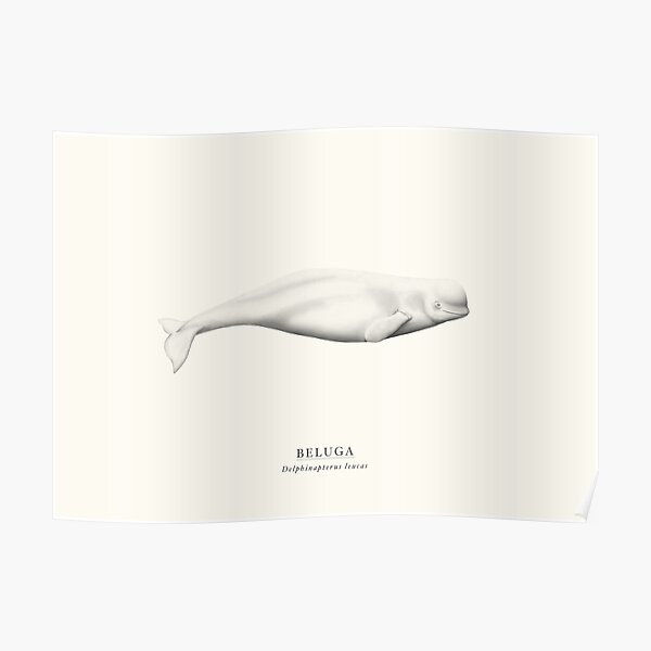 Beluga Poster