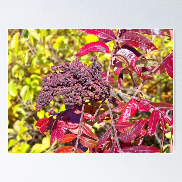 Item preview, Autumn Sumac designed and sold by Dandelion Dilluvio.