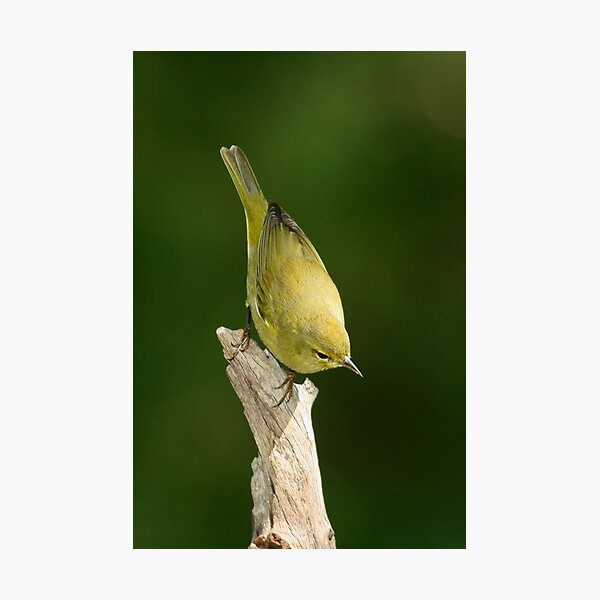 Artikelvorschau, Warbler, Orange-crowned entworfen und verkauft von tonybat.