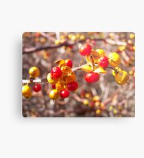 Oriental Bittersweet Metal Print