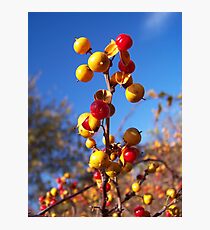 Oriental Bittersweet Photographic Print