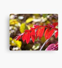 Autumn Brillance Canvas Print