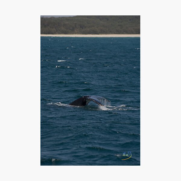 My Tale Photographic Print