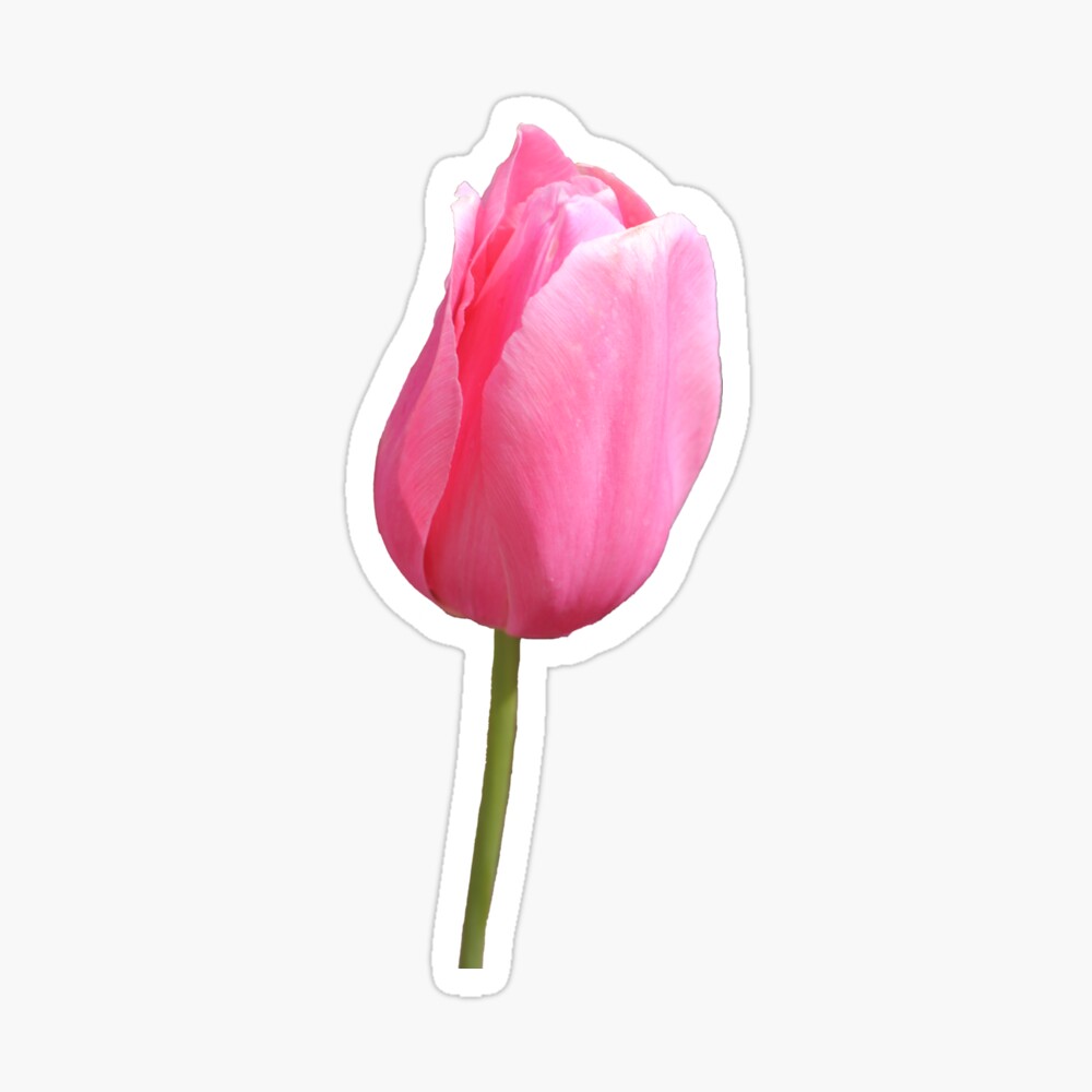 Pink Tulip