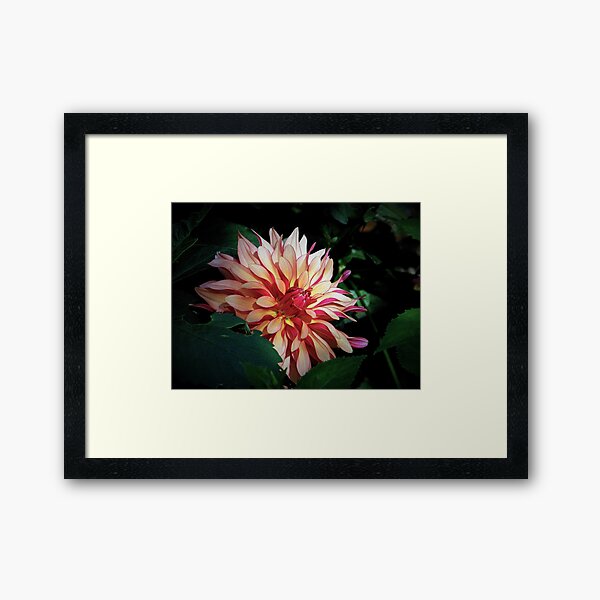 Item preview, Dahlia designed and sold by Len Bomba.