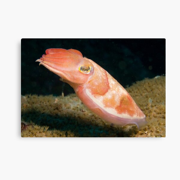 Reaper Cuttlefish, Sydney Harbour Canvas Print