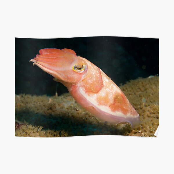 Reaper Cuttlefish, Sydney Harbour Poster