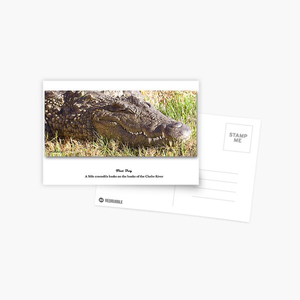 Vista previa del artículo con la obra «Flat Dog - Nile Crocodile Chobe River, Botswana», diseñado y vendido por Paul Lindenberg.