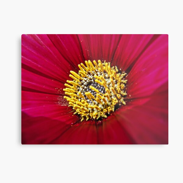 Pollen On Red Velvet Metal Print