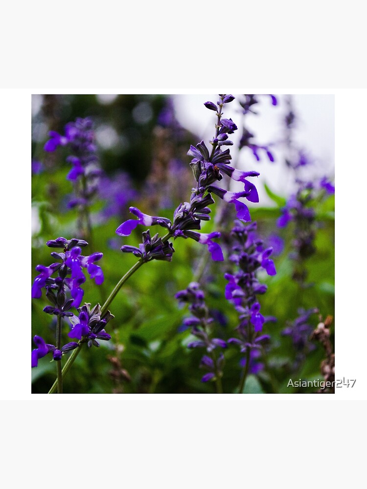 Discover Salvia japonica Tapestry