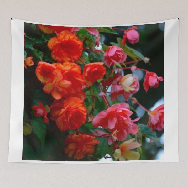 Item preview, Begonia Mix designed and sold by Asiantiger247.