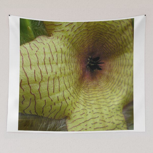 Item preview, Starfish Cactus Close-up designed and sold by Asiantiger247.