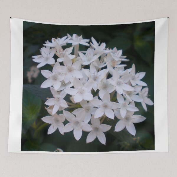 Item preview, Pentas Lanceolata  designed and sold by Asiantiger247.
