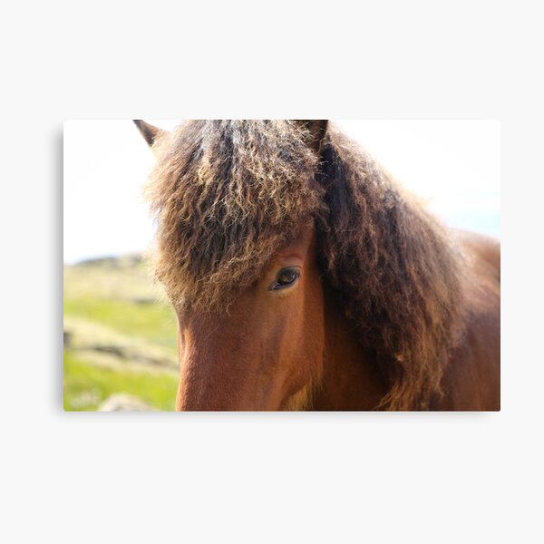 The Icelandic Horse Canvas Print