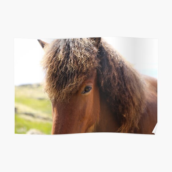 The Icelandic Horse Poster