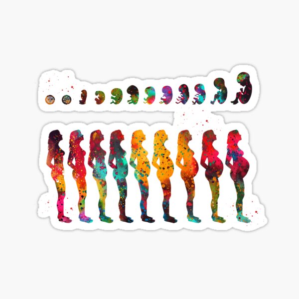 Pregnancy stages Sticker