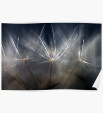 Dandelion Glow Poster