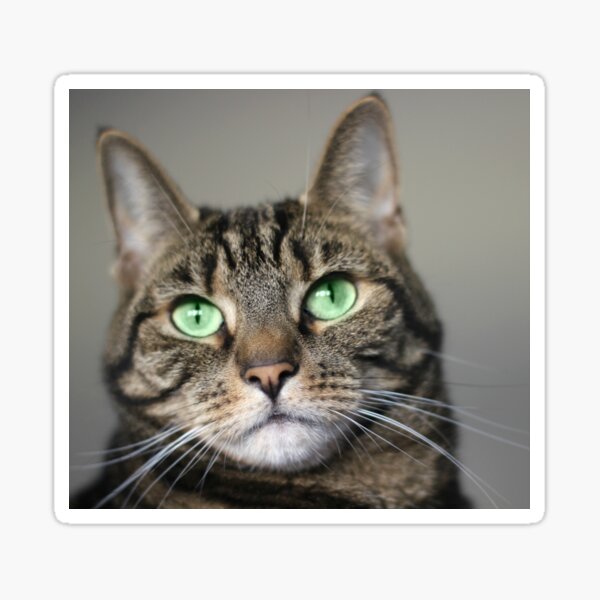 Tabby Beauty Green Eyes Sticker