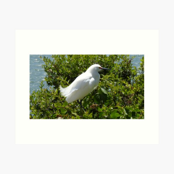 Snowy Egret On Alcatraz Island Art Print