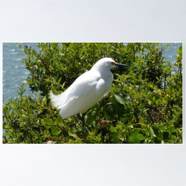 Snowy Egret On Alcatraz Island Poster