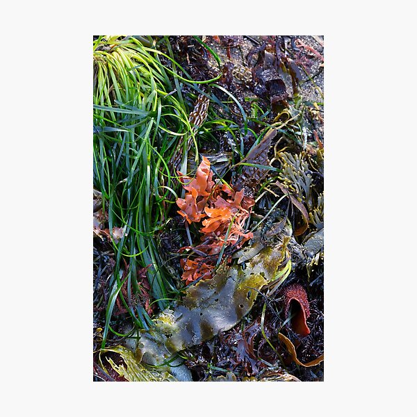 Item preview, Seaweed Still Life  designed and sold by Kathleen Bishop.