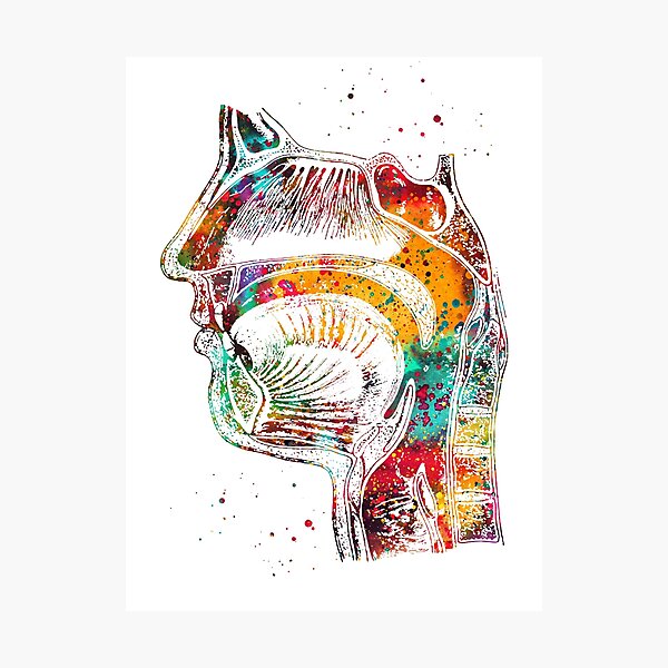 Respiratory system Photographic Print