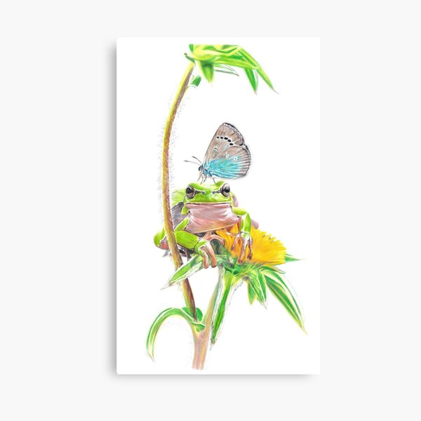 Frog & Butterfly drawing Canvas Print